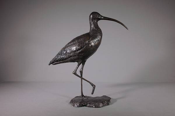 Curlew