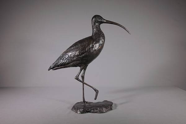 Curlew