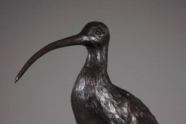 Curlew