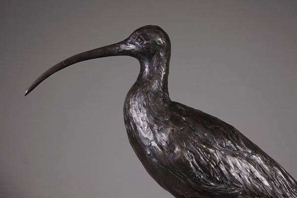 Curlew