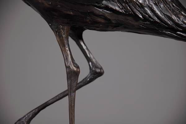 Curlew