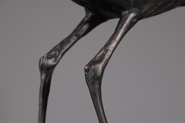 Curlew