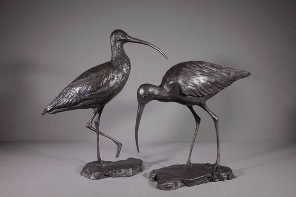 Curlew