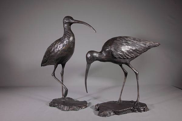 Curlew