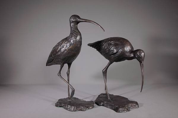 Curlew