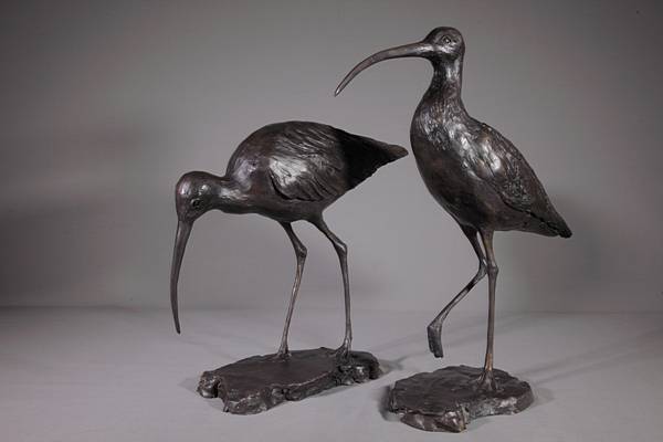 Curlew