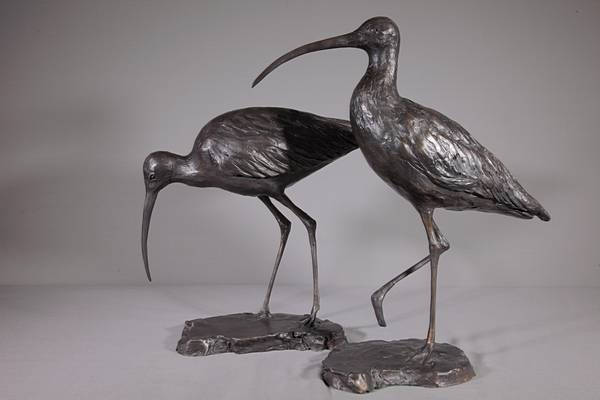 Curlew