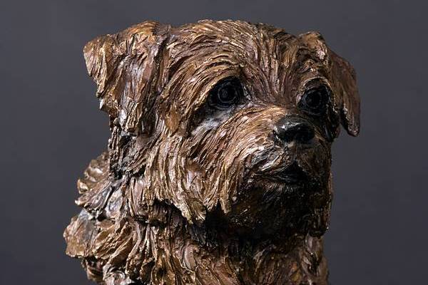 Gerti - Norfolk Terrier