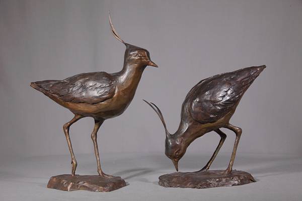 Lapwing