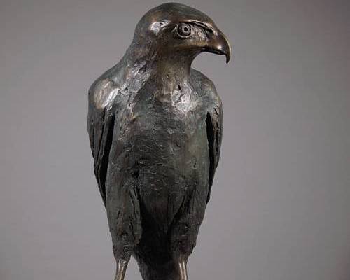 Hawk